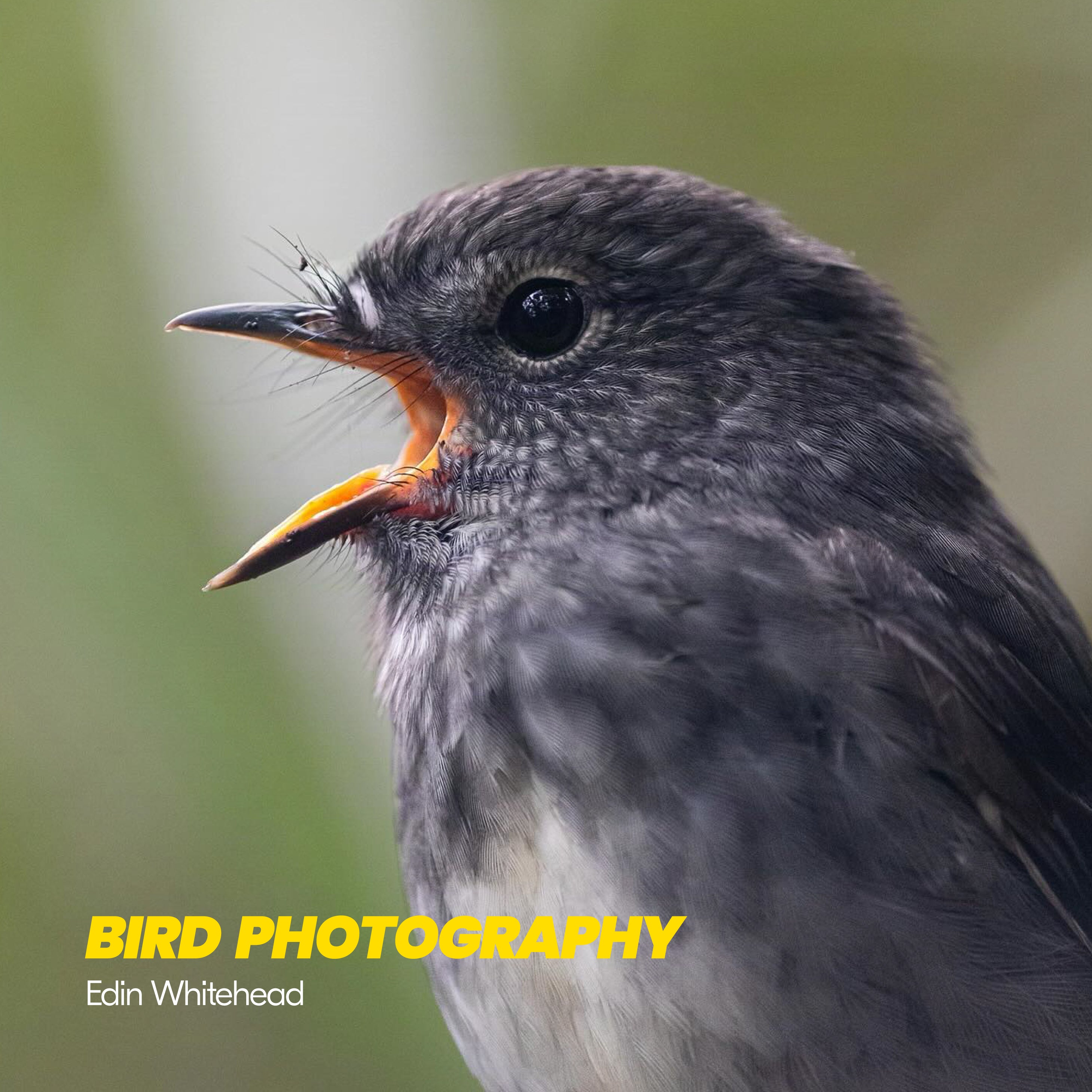 SOLD OUT Nikon LIVE Masterclass: Bird Photography with Edin Whitehead